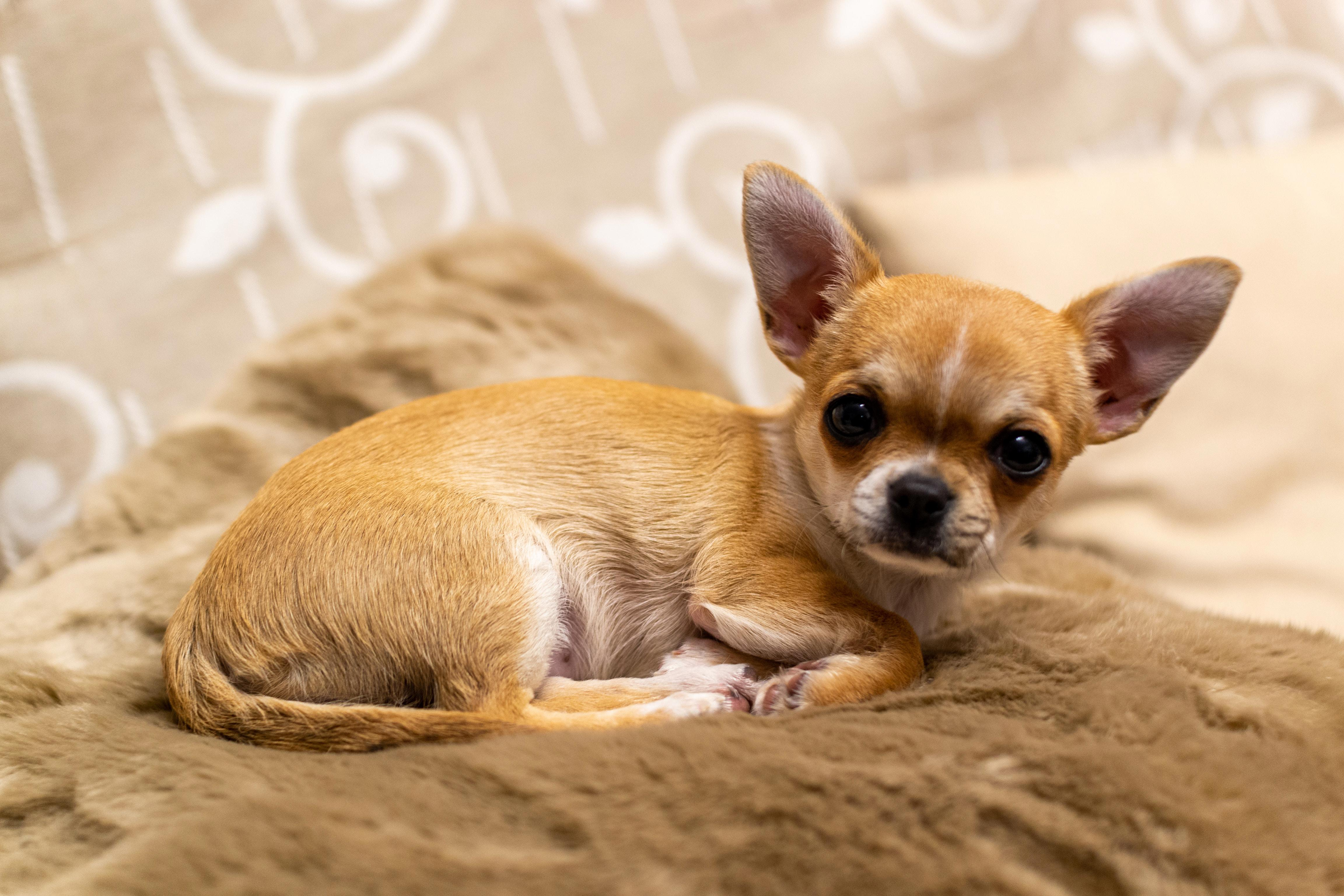 Uncovering the Truth Behind Chihuahuas and Watermelon: Is it Safe?